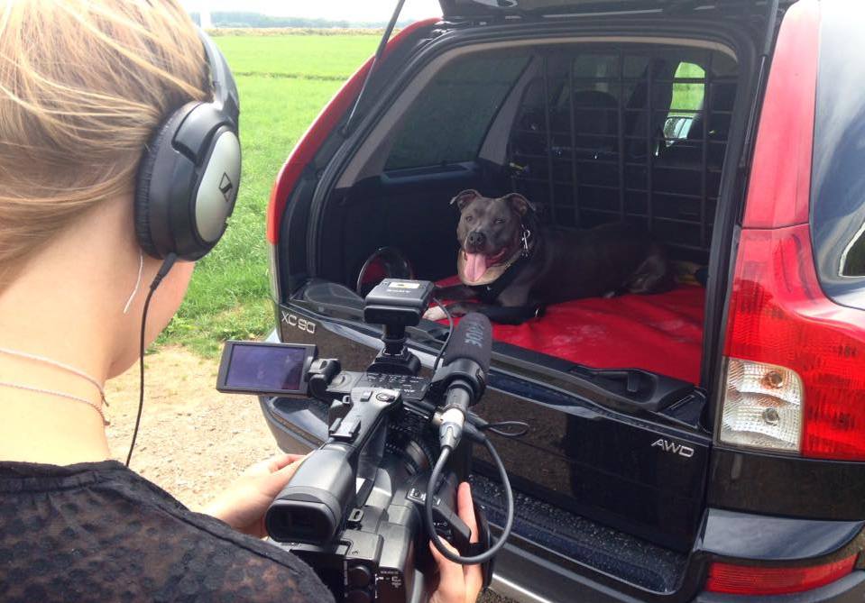 Honden in warme auto