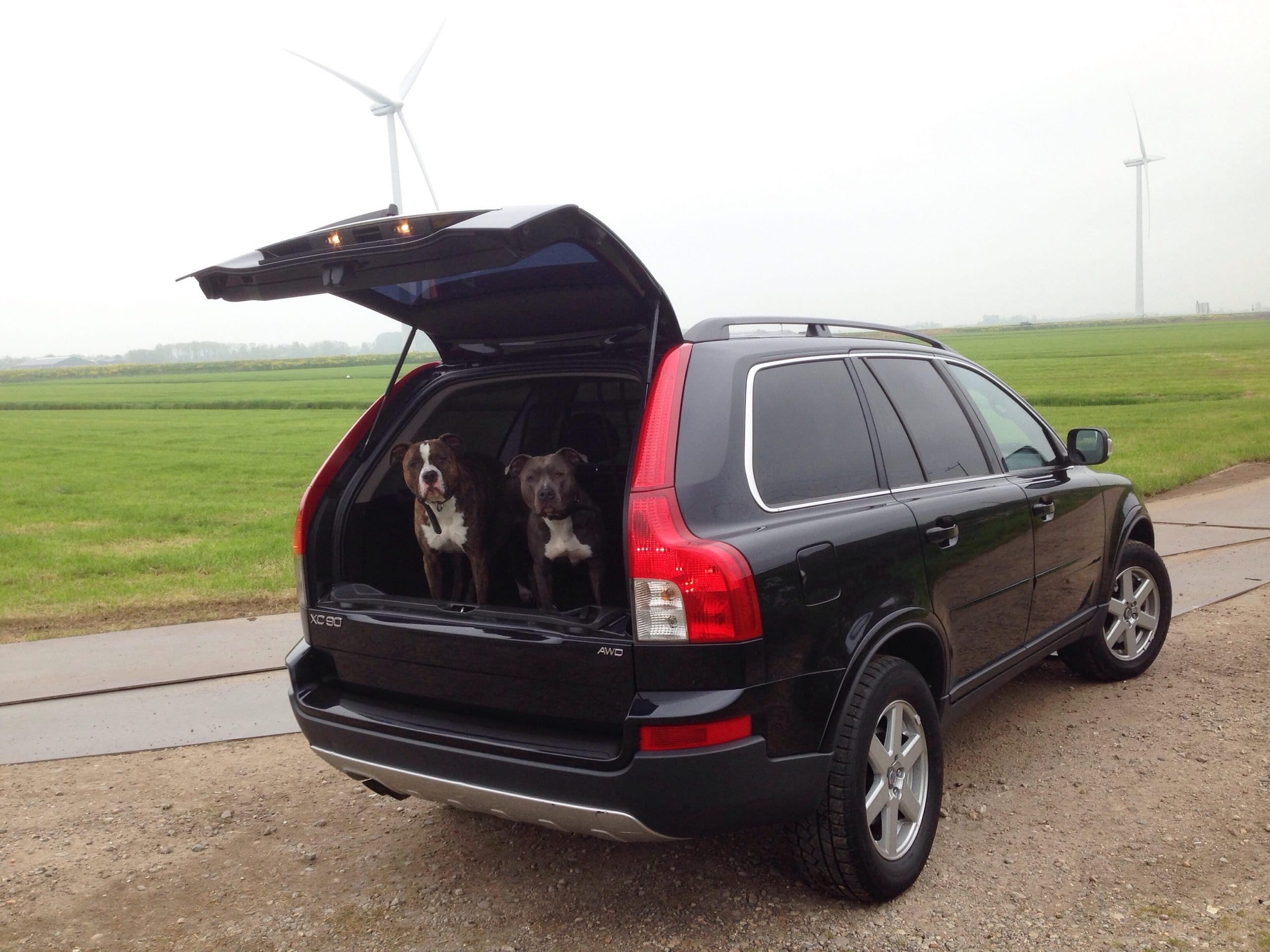 Honden in de auto