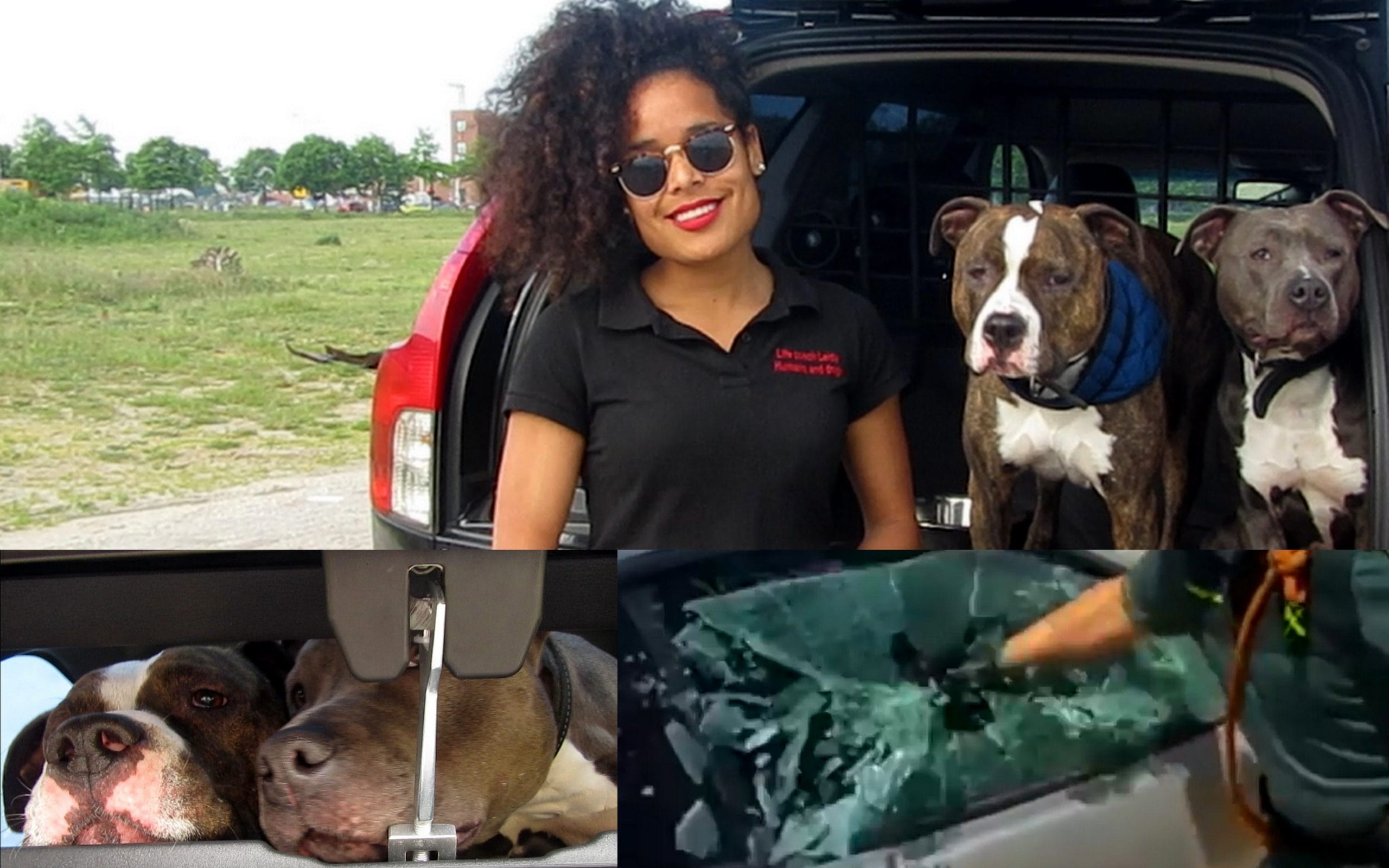 Op vakantie met je honden in de auto|Op vakantie met je honden in de auto