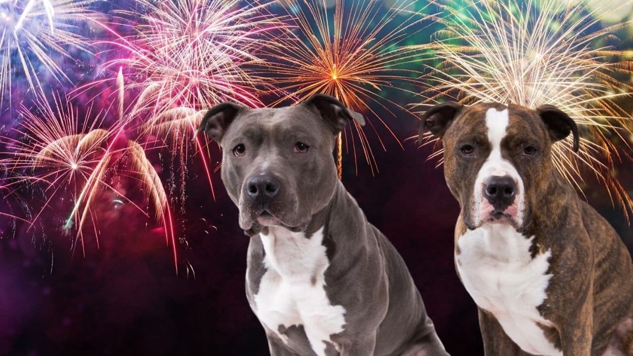 Vuurwerkangst-en-honden-leidy-zijlstra-|Vliegen-met-je-hond-KLM-kalmeringsmiddelen-life-coach-leidy-|Vuurwerkangst-hulp-life-coach-leidy-