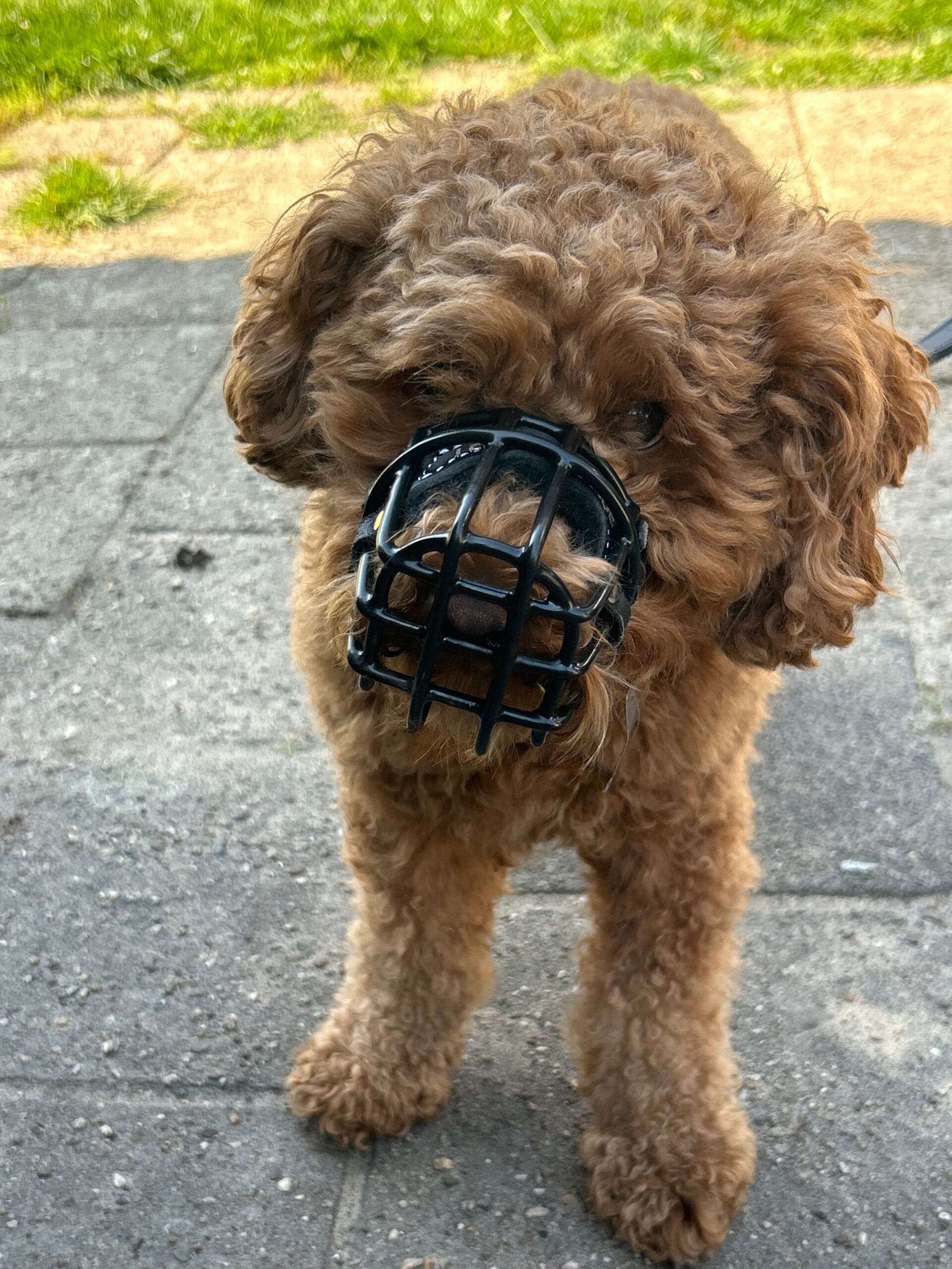training-kleine-hond-met-muilkorf