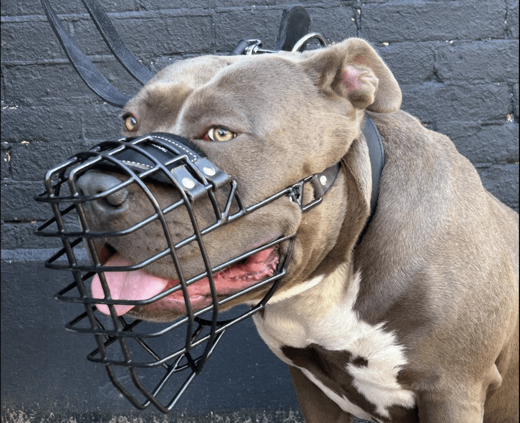 muilkorf-hond.jpg