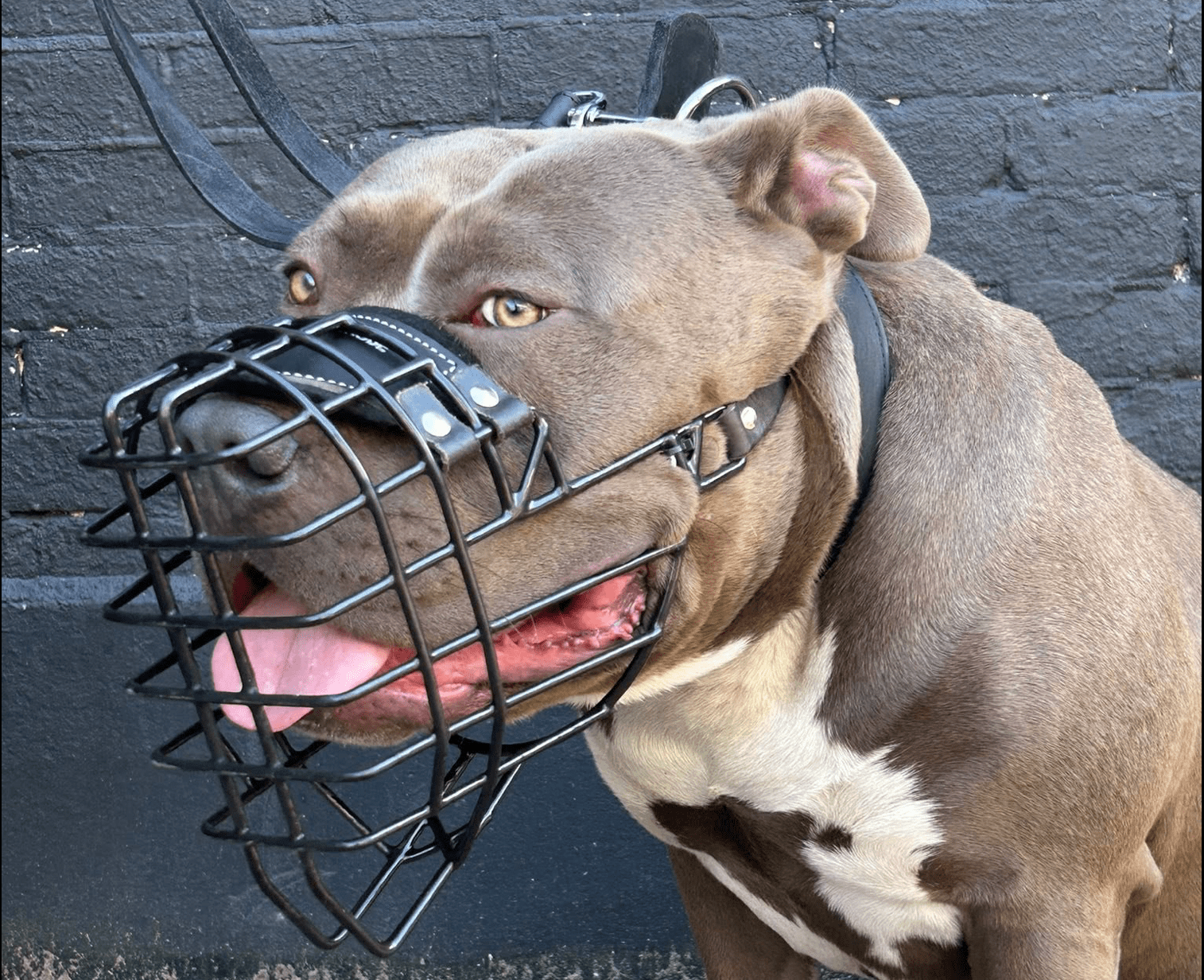 muilkorf-hond.jpg