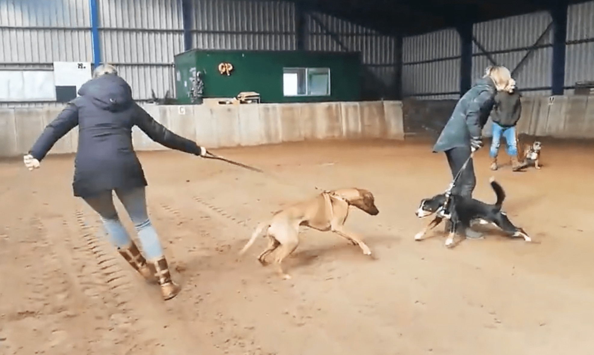 reactieve-hond